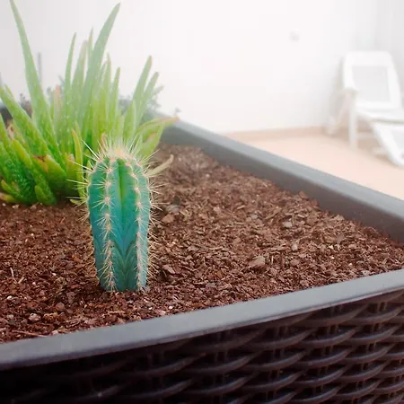 Appartement Saudade *